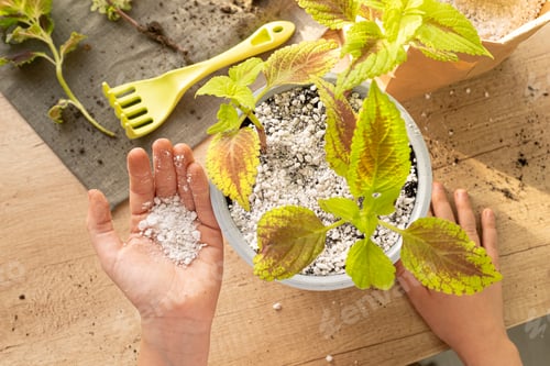 Preview: Mixing perlite granules with soil. Process of planting for houseplant Coleus.