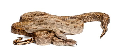 Preview: Two Common Northern Boas, Boa constrictor imperator, from Hog Island, Honduras, Central America