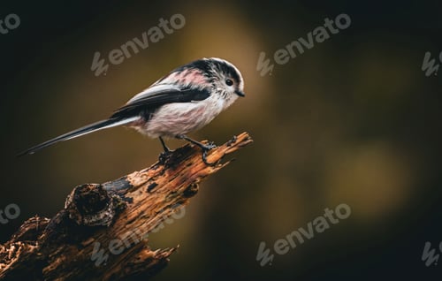 Preview: the small Long tailed tit bird is standing on top of a tree branch