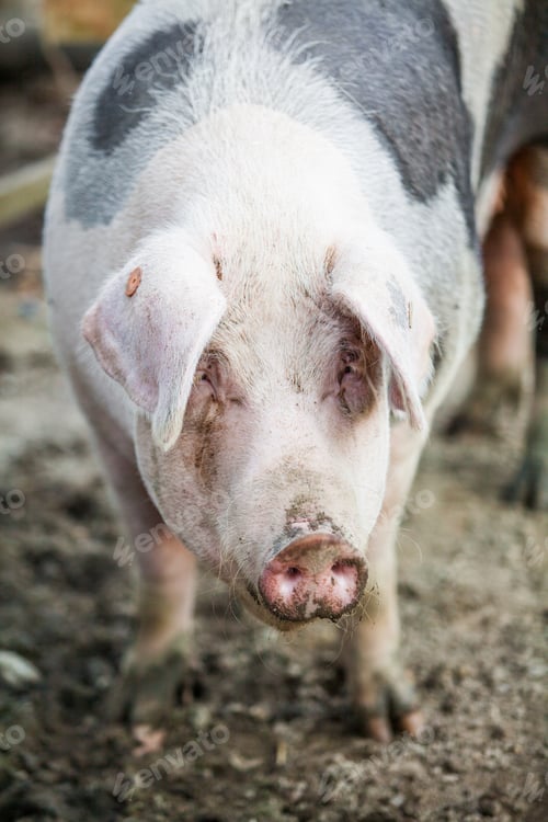 Close-up Portrait of a Pig on a Farm