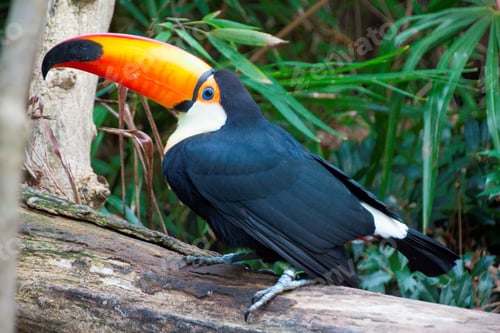 Preview: Closeup shot of toucan in La Fleche Zoo, France