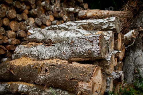 Preview: Dry chopped, sawn wooden logs wooden pole texture