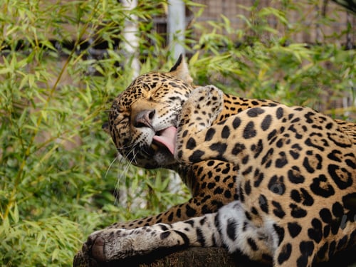 Preview: Jaguar grooming itself while lying on a tree stump in a lush green environment