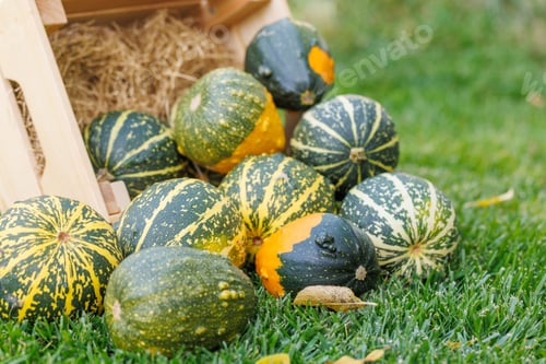Preview: Various pumpkins in a wooden box on sunny green grass, autumn harvest scene