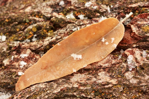 Frozen Leaf on Bark Close Up with Snow