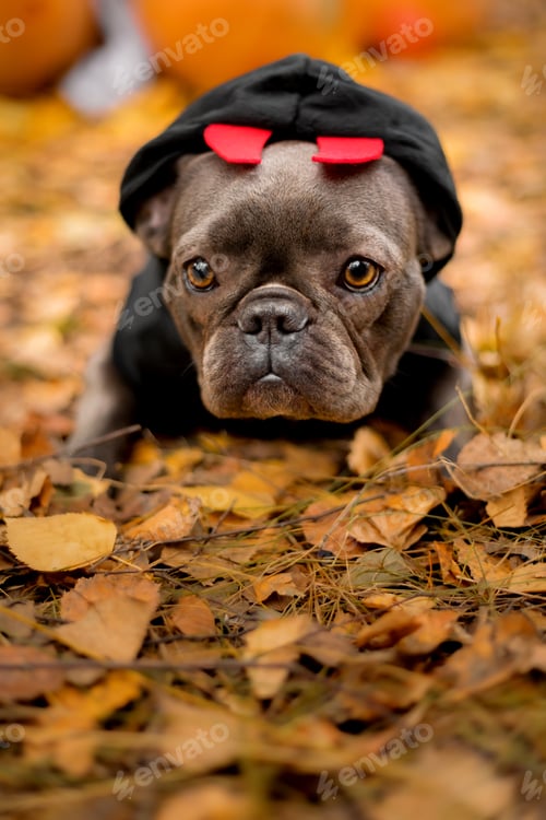 Preview: Halloween and Thanksgiving Holidays. Dog with pumpkins in the forest. Cute french bulldog. Dog cost