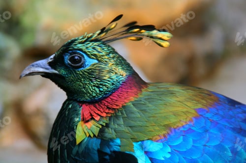 Preview: a multi - colored bird with blue eyes, yellow - tipped head and colorful tail