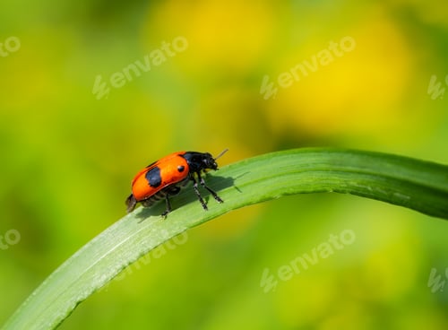 Preview: Ladybug crawling on a green leaf