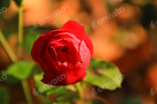 Preview: Beautiful red rose in a garden in Autumn season
