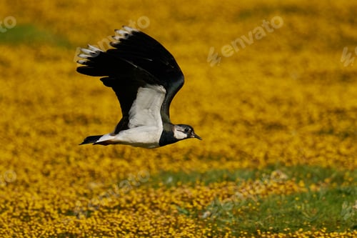 Preview: Northern lapwing (Vanellus vanellus)