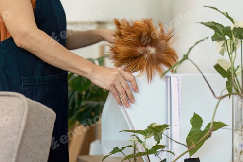 Preview: Person Dusting Bookshelf with Feather Duster in Bright, Modern Living Room Surrounded by Green