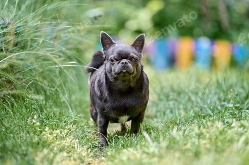 Preview: Confident chihuahua strolling on lush green lawn