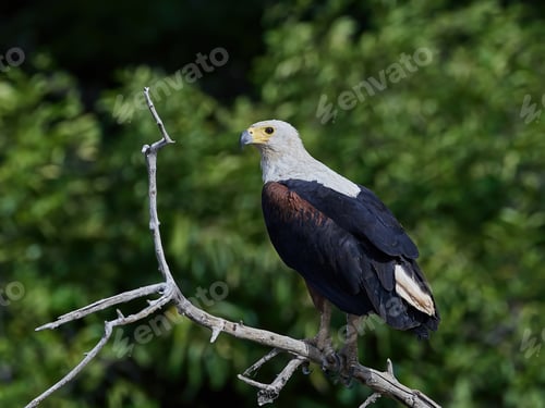Preview: African fish eagle (Haliaeetus vocifer),