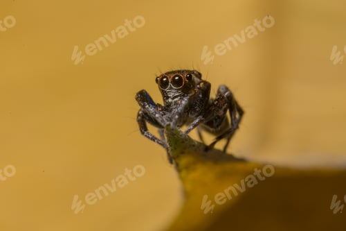 Preview: Close-up of Evarcha spider, a genus of spiders in the family Salticidae (jumping spiders)