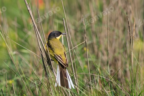 Preview: yellow wagtail warble