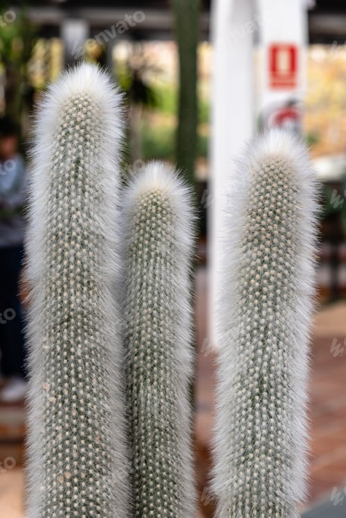 Preview: nature