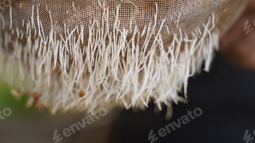 Preview: Chickpea sprouts fell out of a colander