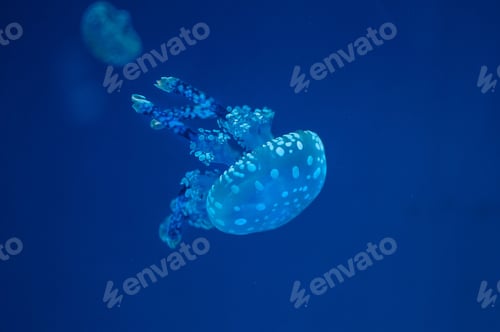 Preview: Closeup of spotted jelly, Mastigias papua, lagoon jelly, golden medusa, or Papuan jellyfish.