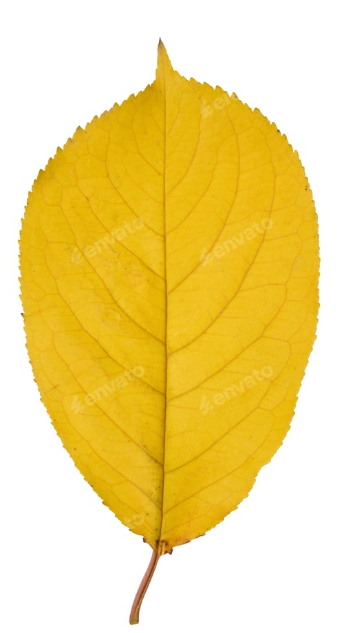 Preview: Yellow cherry leaf on isolated background, close up
