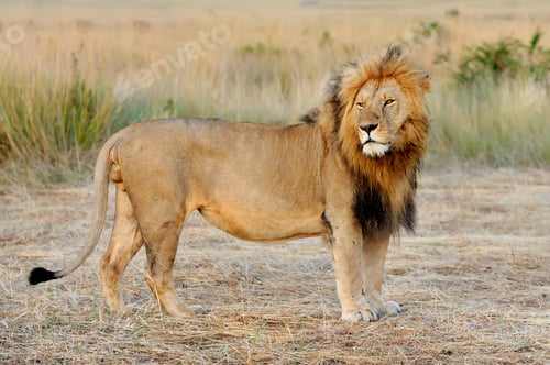 Preview: Lion in National park of Kenya