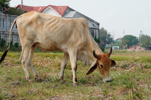 Preview: Cow in the green grass