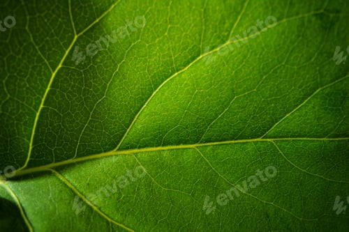 Preview: Close up macro shot of green leaf