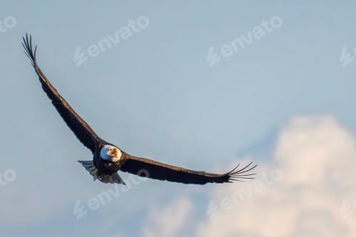 Preview: Smug bald eagle