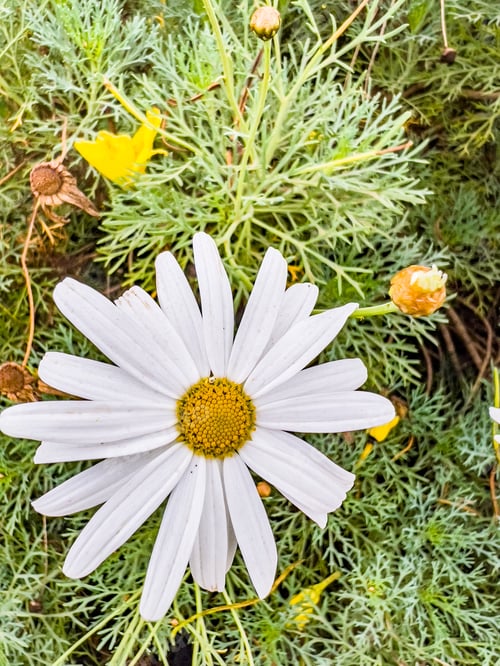 Preview: Flowers Plants green leaves petals stem trunk details vegetation Kenya Landscapes