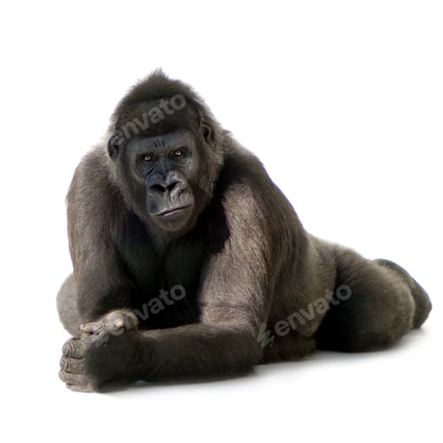 Preview: Young Silverback Gorilla