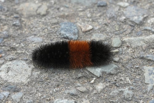 Preview: A close-up of a large and hairy caterpillar walking on the ground