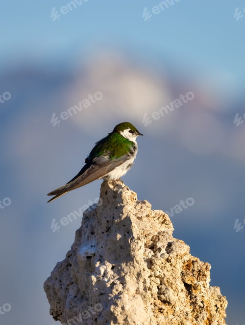 Preview: Small Bird sitting on Tufa Rock at Mono Lake