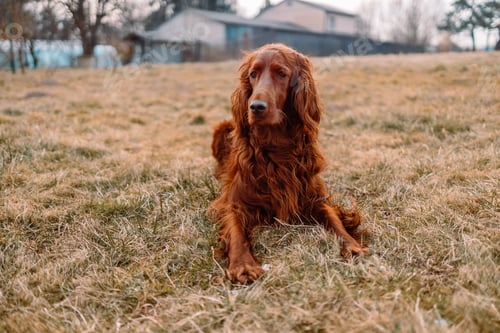 Preview: Red irish setter dog