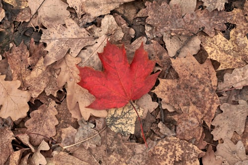 Preview: Red autumn leaf on yellow foliage background