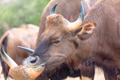 Preview: Closeup of oxes grazing in a farm