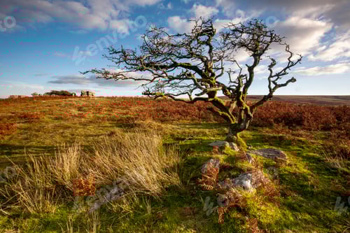 Preview: Wide shot of a weathered tree in Dartmoor, Devon, UK
