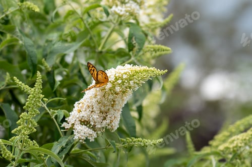 Preview: Butterfly on a flower