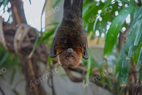 Preview: Bat covid bite virus hanging animal corona infection