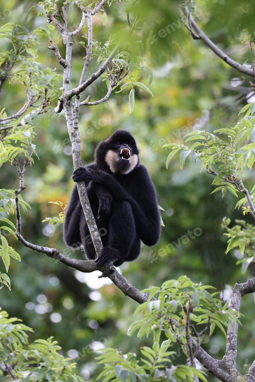 Preview: Close up view of a Yellow-cheeked gibbon (Nomascus gabriellae)