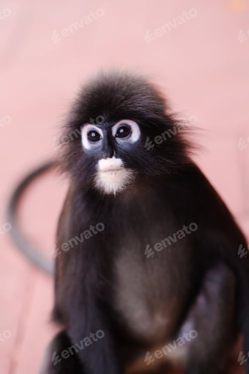 Preview: A bespectacled monkey sits on the sidewalk in a tropical garden, observing the surroundings