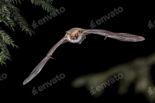 Preview: Flying Natterers bat in forest