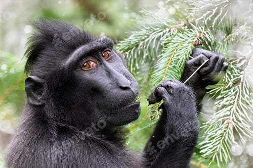 Preview: Crested Macaque standing by tree in forest