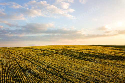 Preview: Aerial view of bright green agricultural farm field with growing rapeseed plants at sunset.