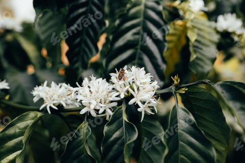 Preview: Coffee Flower Blooming On Tree