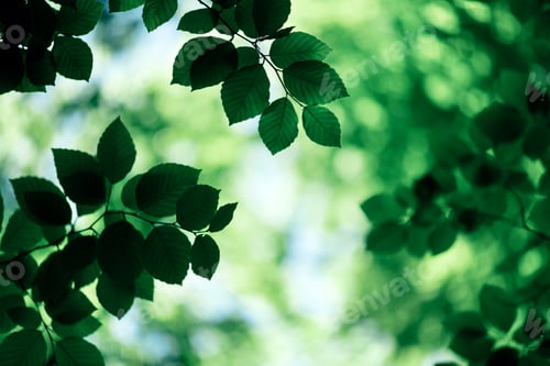 Preview: Closeup nature view of green beech leaf on spring twigs