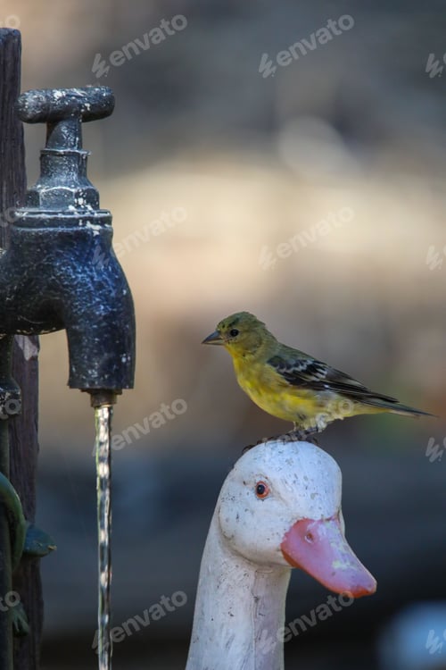 Preview: A vertical shot of a small bird on a ducks head