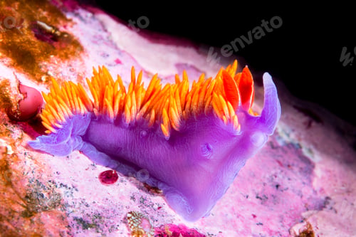 Preview: Nudibranch snail on underwater reef