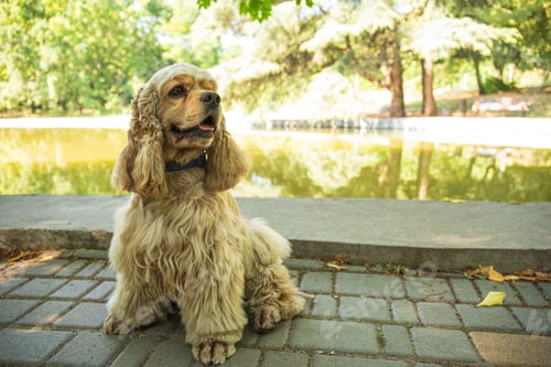 Preview: American spaniel, concept of pet and best friend - dog