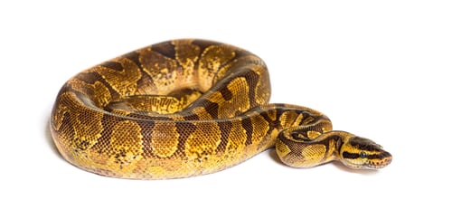 Preview: Ball python, Python regius, isolated on white