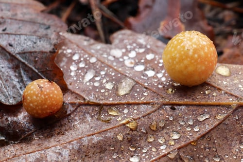 Preview: Oak apple or oak gall