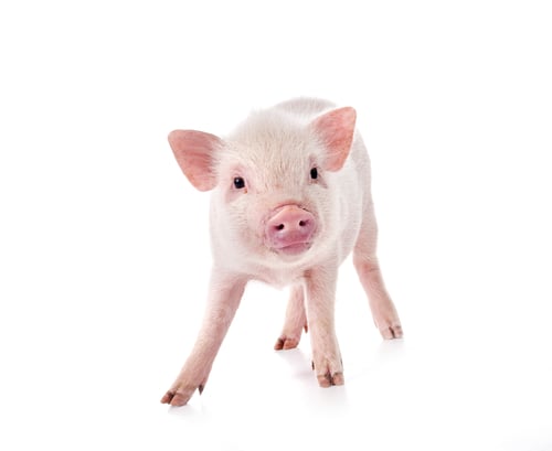 Preview: miniature pig in studio